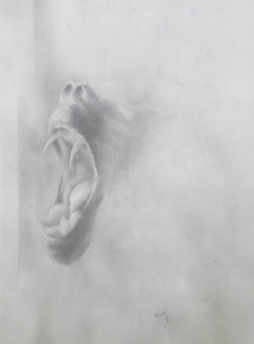(Portrait de Mandrill)