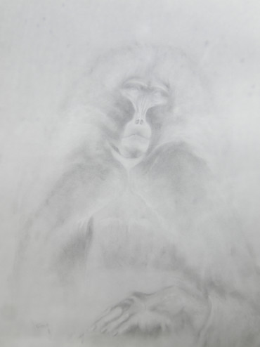 (Singe cardinal)